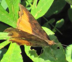 Eurytela dryope angulata