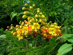 Erythrostemon yucatanensis