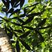 Natal Forest Cabbage Tree - Photo (c) magdastlucia, some rights reserved (CC BY-NC), uploaded by magdastlucia