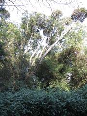 Cussonia sphaerocephala