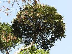 Cussonia sphaerocephala