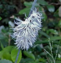 Ityraea electa