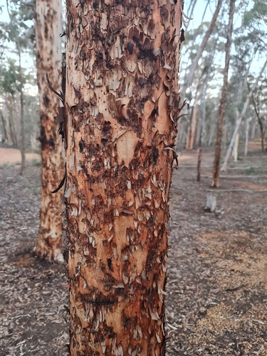 Image of Eucalyptus astringens by (c) Belinda Forbes, some rights reserved (CC BY)