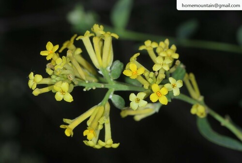 Wikstroemia chamaedaphne