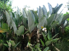 Calathea lutea