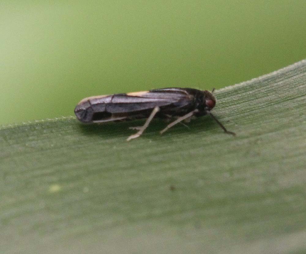 Anthracidium