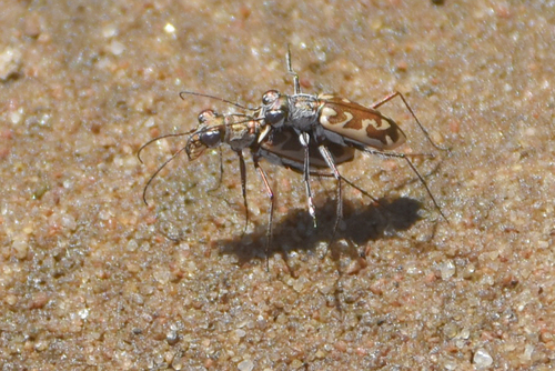 Coppery Tiger Beetle photo 4