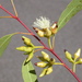 Eucalyptus lockyeri exuta - Photo (c) Dean Nicolle, some rights reserved (CC BY-NC), uploaded by Dean Nicolle