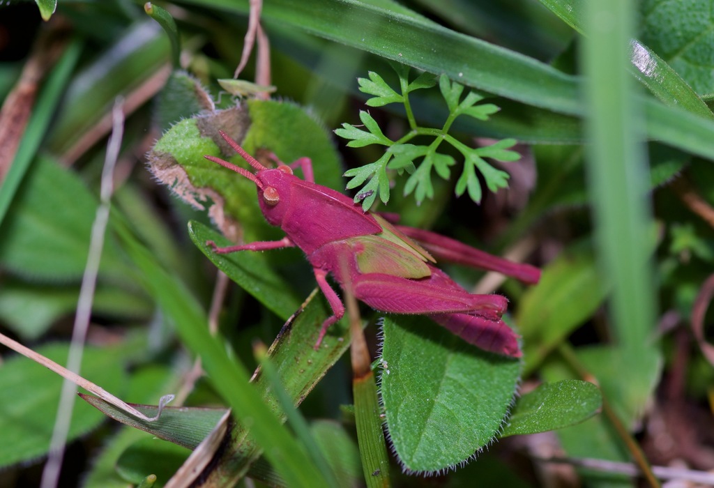 Green-striped grasshopper (Chortophaga viridifasciata)