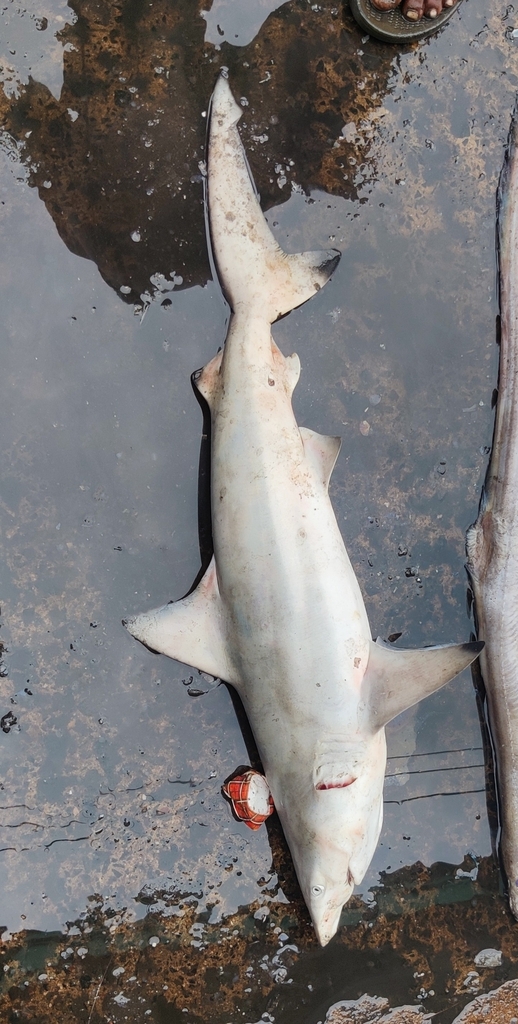 Pondicherry shark (Carcharhinus hemiodon) — Carcharhinidae