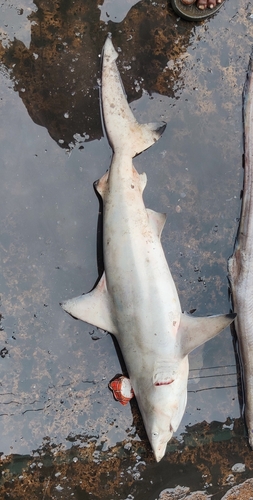Pondicherry shark (Carcharhinus hemiodon) — Carcharhinidae