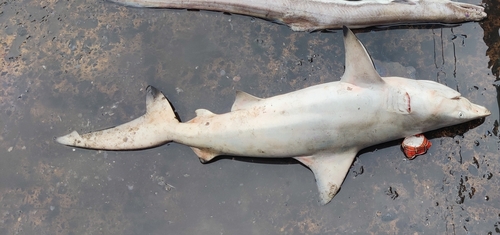 Pondicherry shark (Carcharhinus hemiodon) — Carcharhinidae — 2