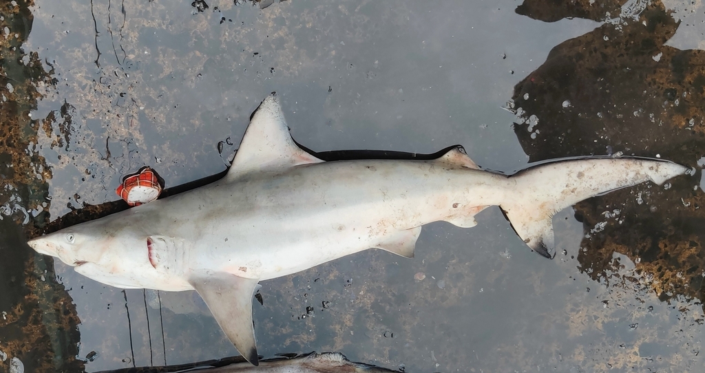 Pondicherry Shark