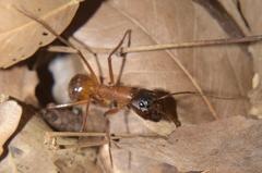 Camponotus etiolipes