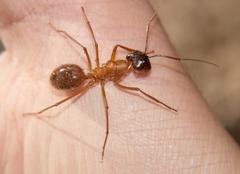 Camponotus etiolipes