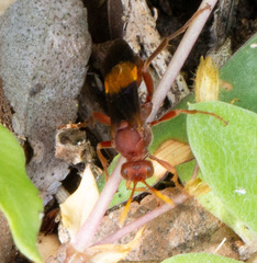 Trogomorpha arrogans