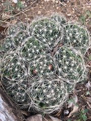 Escobaria missouriensis