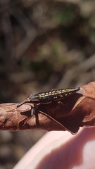 Rhinotia lineata