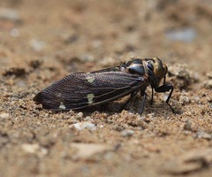 Balinta tenebricosa