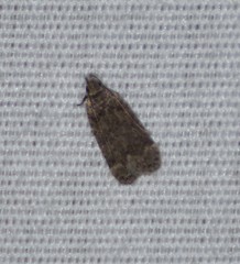 Anacampsis