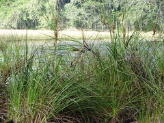 Cladium mariscus jamaicense