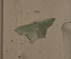 Chloropteryx nordicaria