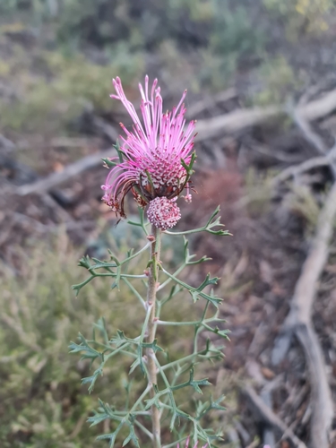 Image of Isopogon dubius by (c) Belinda Forbes, some rights reserved (CC BY)