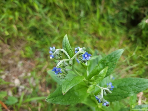 Cynoglossum furcatum iNat (1)
