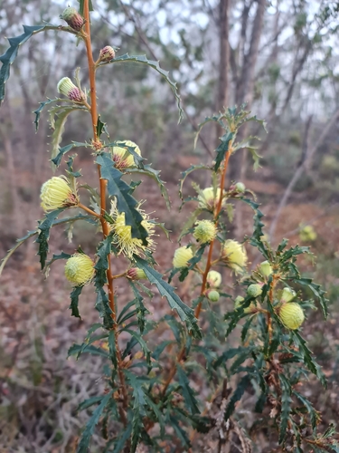 Image of Banksia squarrosa by (c) Belinda Forbes, some rights reserved (CC BY)