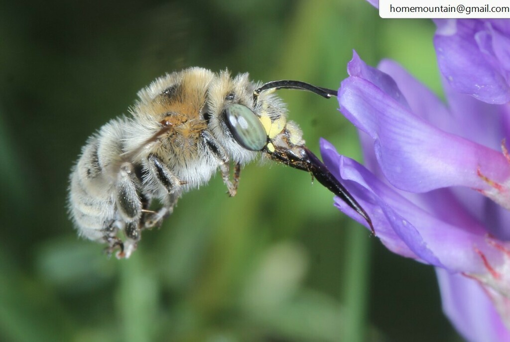 Anthophora borealis