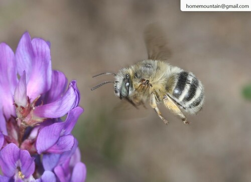 Anthophora finitima