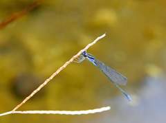 Aciagrion approximans