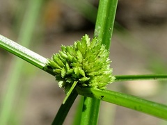 Cyperus humilis