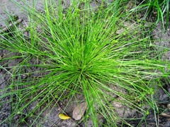 Cyperus humilis