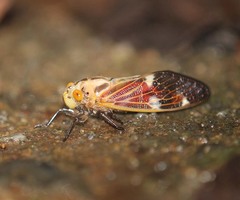 Balinta tenebricosa