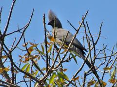 Corythaixoides concolor bechuanae