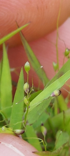 Image of Dichanthelium microcarpon by no rights reserved