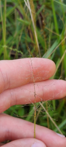 Image of Small-Fruited Witchgrass (Dichanthelium microcarpon) by no rights reserved