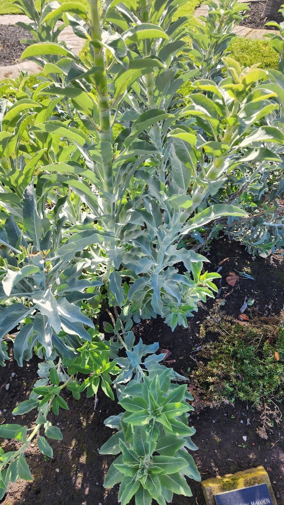 white sage from Linwood Ave near Wanstead Pl, Bromley, Christchurch