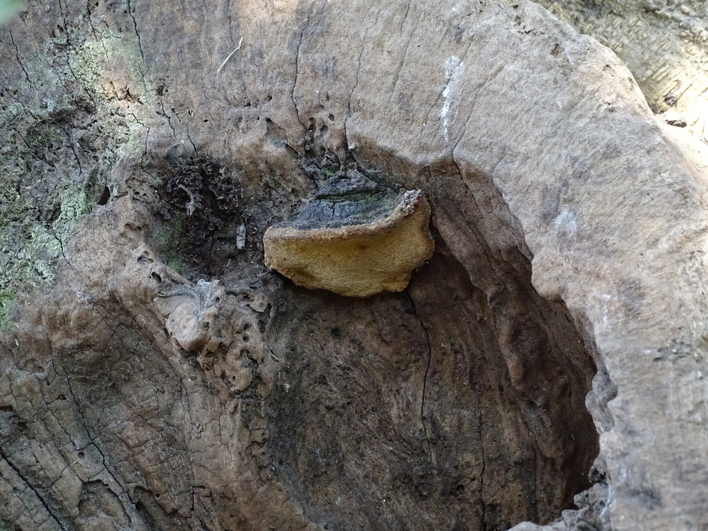 Phylloporia boldo · February 2019 · photo: © cristianriquelme (iNaturalist, cc-by)