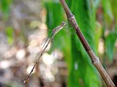 Lestes elatus