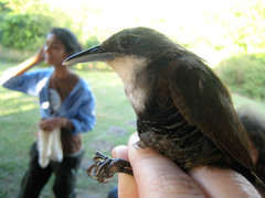 Pheugopedius fasciatoventris
