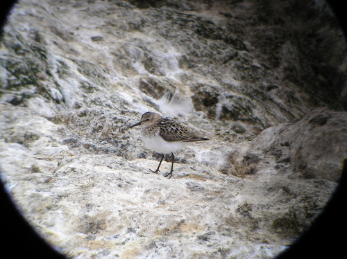 Calidris minuta