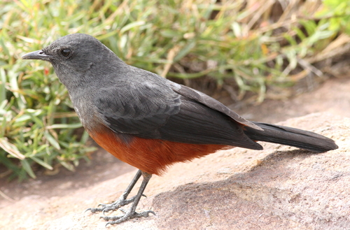 Mocking Cliff-Chat