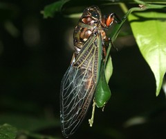 Cryptotympana aquila