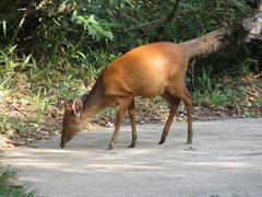 Cephalophorus natalensis natalensis