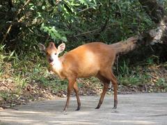 Cephalophorus natalensis natalensis