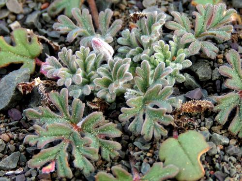 Pelargonium minimum 3