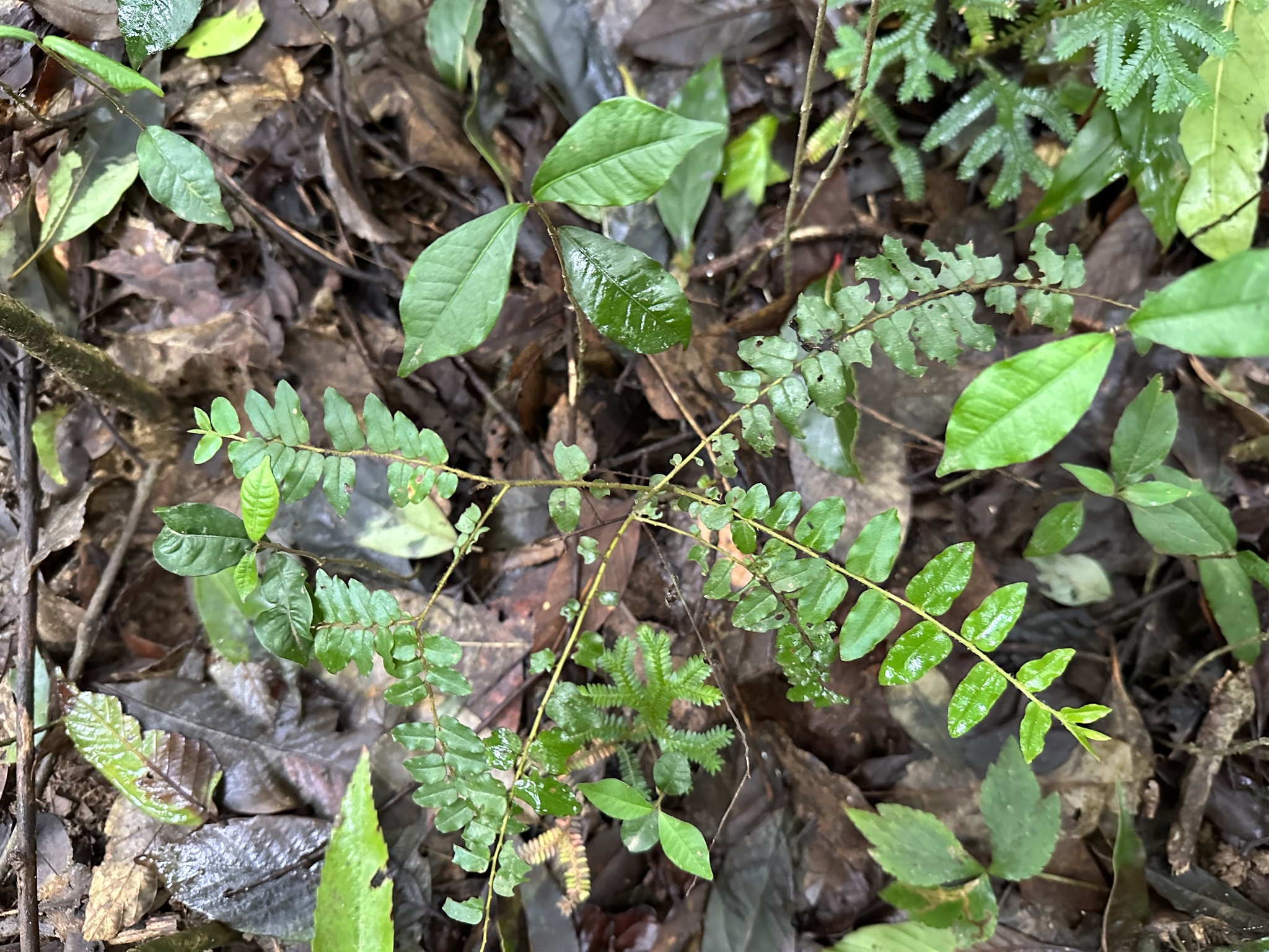 Embelia parviflora — ảnh 2