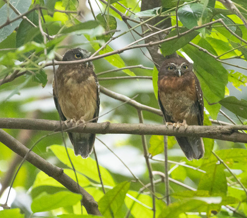 Ochre-bellied Boobook (Ninox ochracea), photo 2